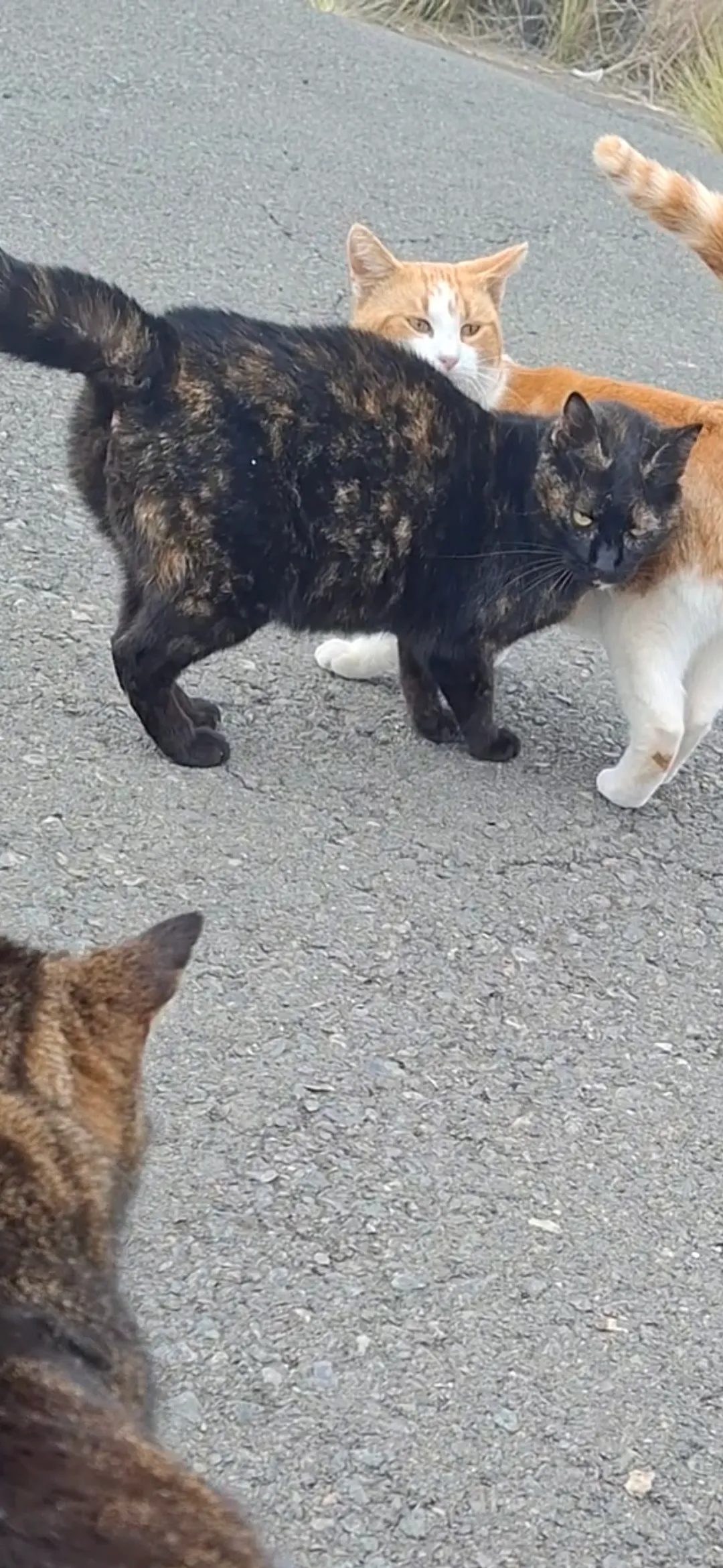 Kora