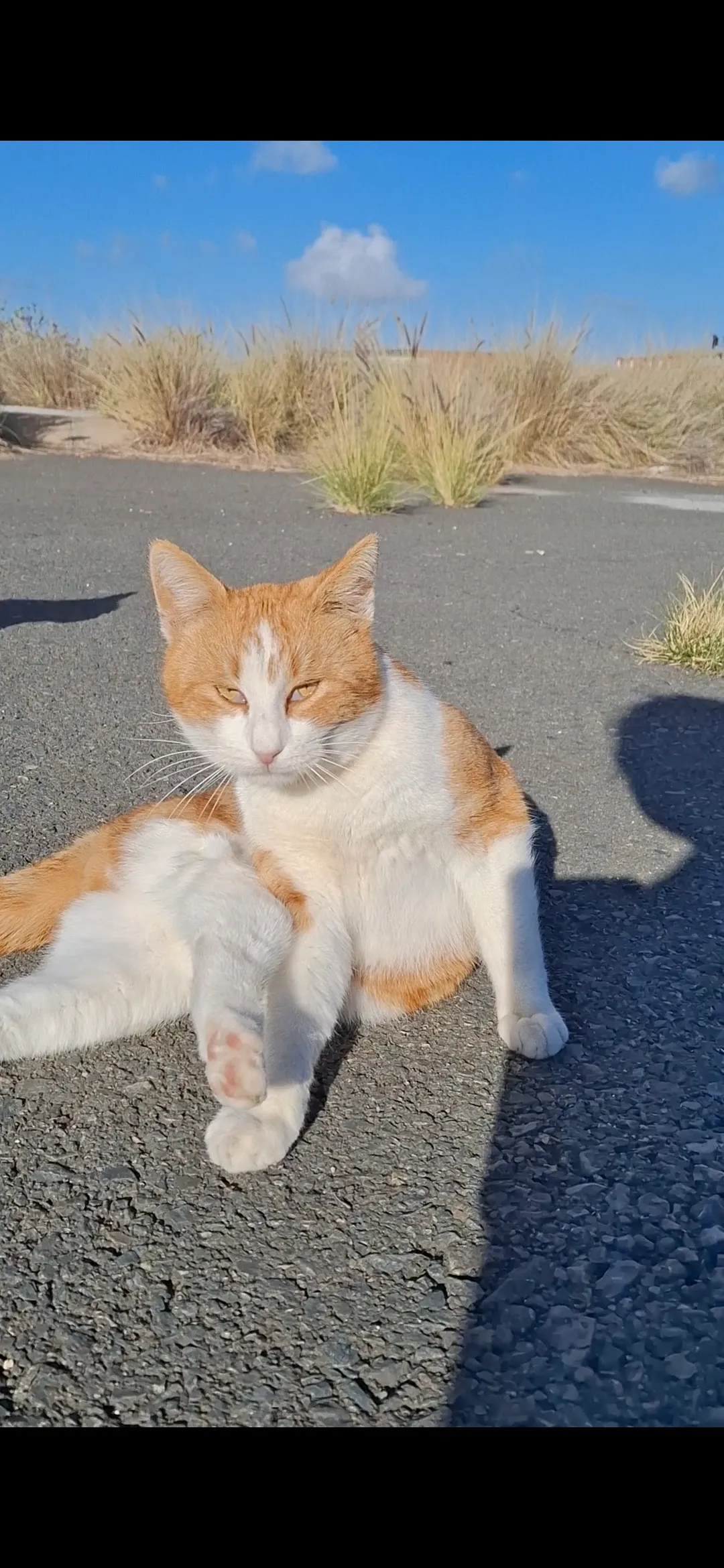 Panchito