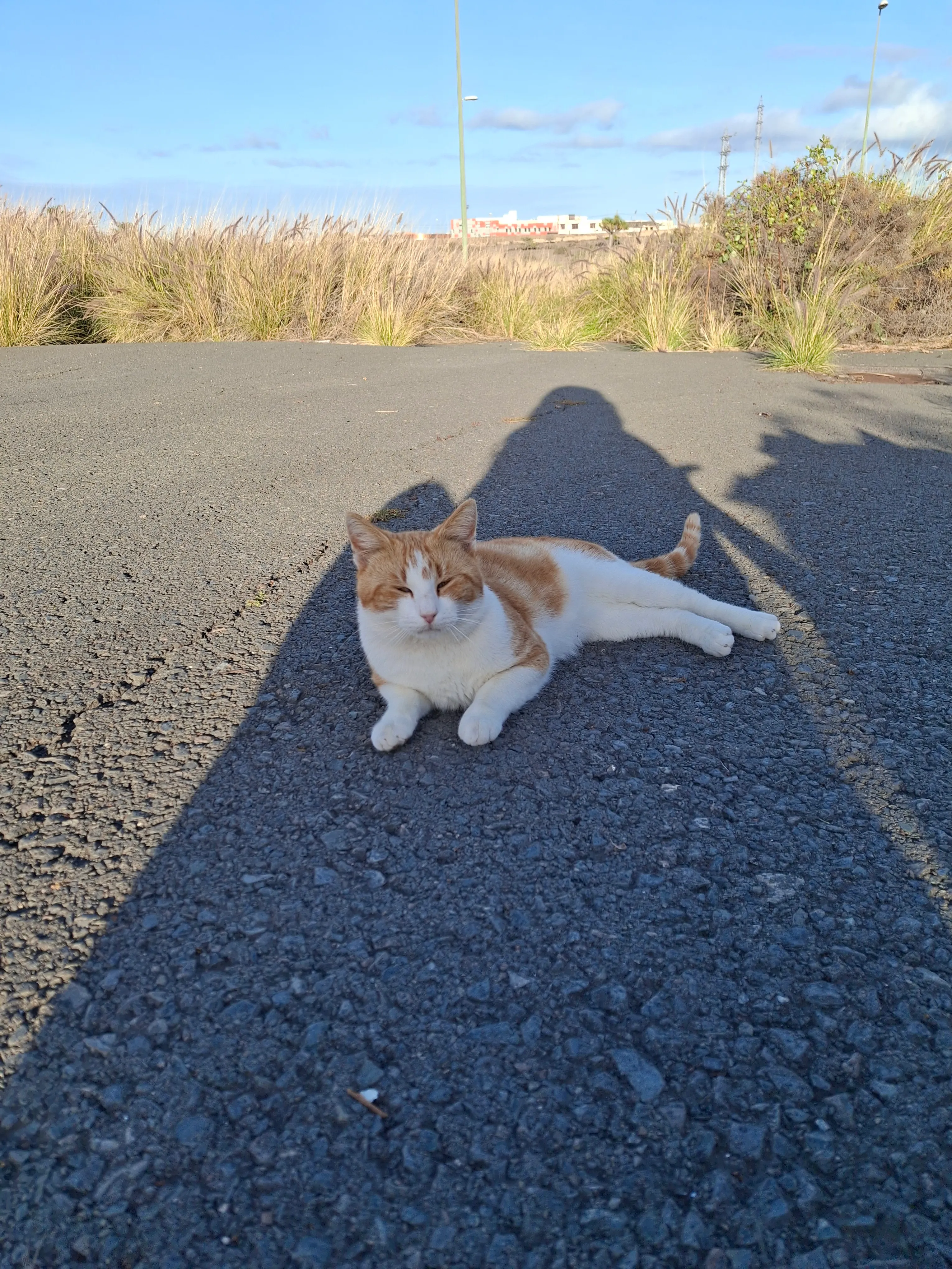 Panchito